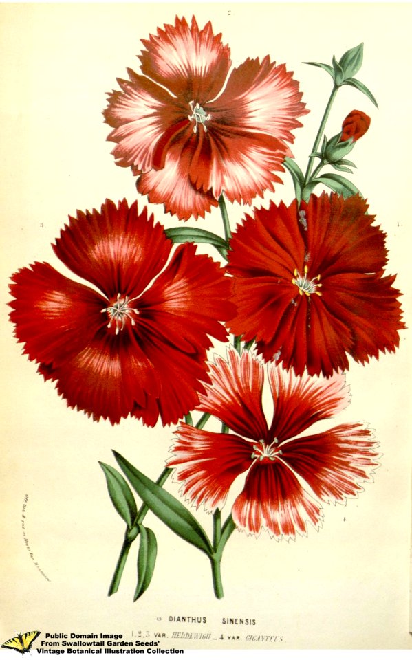 Dianthus chinensis L. var. hortensis. Flore des serres et des jardins de l'Europe v.12 (1857)