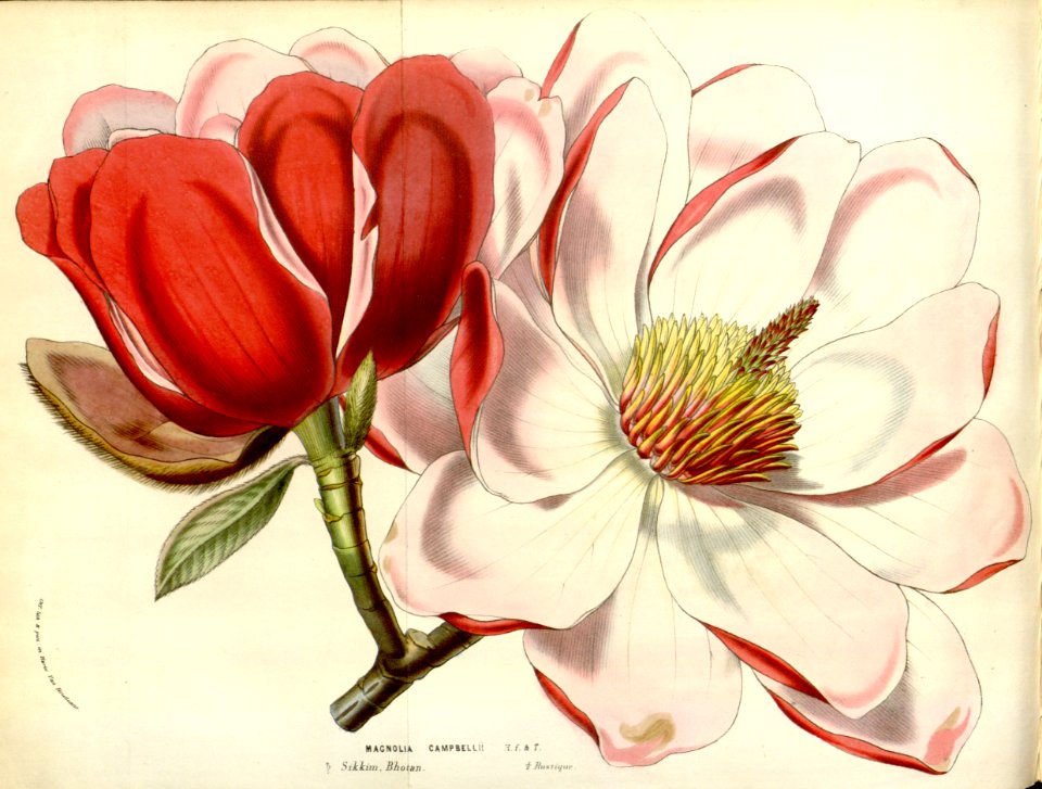 Campbell's magnolia. Magnolia campbellii (1857).