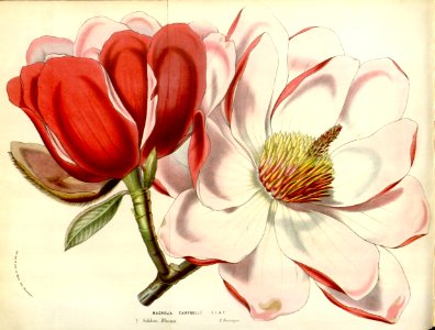 Campbell's magnolia. Magnolia campbellii (1857).. Free illustration for personal and commercial use.