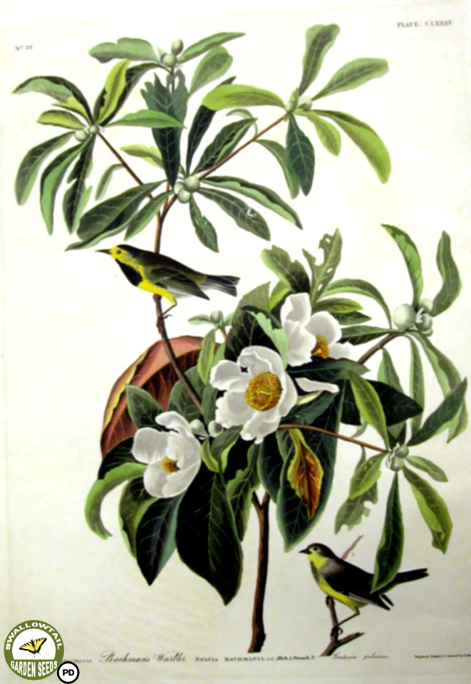 Gordonia pubescens Cav. Birds of America. John James Audubon (1833)