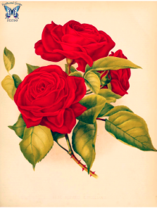 Rose 'Alfred K. Williams' (1882). Free illustration for personal and commercial use.