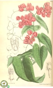 Antigonon leptopus Hook. & Arn. Curtis's botanical magazine s.3 v.26 (1870). Free illustration for personal and commercial use.