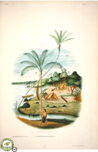 Sertum palmarum brasiliensium -ou Relation des palmiers nouveax du Bresil, decouverts, decrits et dessines d'apres nature par J. Barbosa Rodrigues. Bruxelles -Impr. typ. veuve Monnom, vol. 2 (1903)