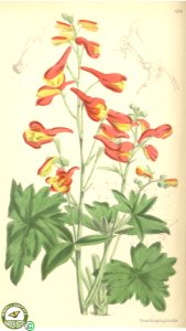 Delphinium nudicaule Torrey & A. Gray -Curtis's botanical magazine  s.3 v.26 (1870))
