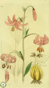 Martagon lily, Turk's cap lily. Lilium martagon. Svensk botanik [J.W. Palmstruch et al], vol. 6 (1809). Free illustration for personal and commercial use.