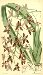 channelled boat-lip orchid (Cymbidium canaliculatum).. Free illustration for personal and commercial use.