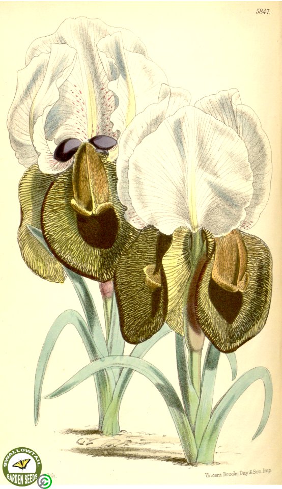 Iris iberica Steven- Curtis's botanical magazine  s.3 v.26 (1870)