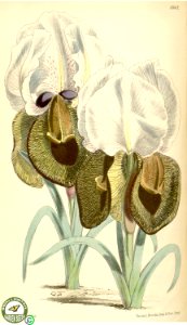 Iris iberica Steven- Curtis's botanical magazine s.3 v.26 (1870). Free illustration for personal and commercial use.