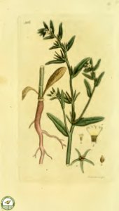 Field gromwell. Lithospermum arvense- Svensk botanik [J.W. Palmstruch et al], vol. 6 (1809). Free illustration for personal and commercial use.