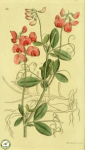Earthnut pea, aardaker. Lathyrus tuberosus. Small climbing perennial. Svensk botanik [J.W. Palmstruch et al], vol. 6 (1809). Free illustration for personal and commercial use.