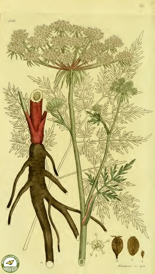 Milk parsley, hog's fennel. Peucedanum palustre- Grows on river banks or in wetlands and shallow water. Young growth contains milky sap.  Svensk botanik [J.W. Palmstruch et al], vol. 6 (1809)