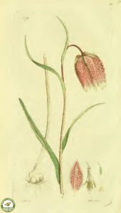 Snake's head fritillary. Fritillaria meleagris. Svensk botanik [J.W. Palmstruch et al], vol. 6 (1809). Free illustration for personal and commercial use.