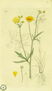 Meadow buttercup. Ranunculus acris. Widely distributed now, it is most likely native in Alaska and Greenland. Svensk botanik [J.W. Palmstruch et al], vol. 6 (1809). Free illustration for personal and commercial use.