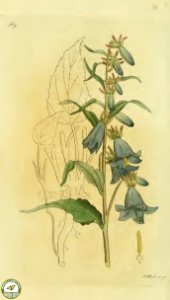 Creeping bellflower. Campanula rapunculoides. Svensk botanik [J.W. Palmstruch et al], vol. 6 (1809). Free illustration for personal and commercial use.