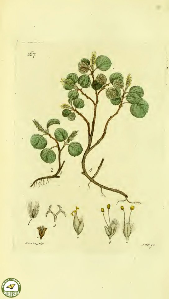 Dwarf willow, snowbed willow. Salix herbacea.- Tiny creeping willow adapted to subartic environments. Svensk botanik [J.W. Palmstruch et al], vol. 6 (1809)
