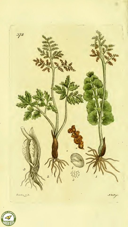 Common moonwort. Botrychium lunaria.- This small fern dies down at the end of summer and frequently enters dormancy for several years. Svensk botanik [J.W. Palmstruch et al], vol. 6 (1809)