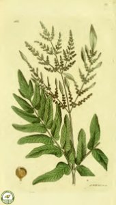 Royal fern, flowering fern. Osmunda regalis- Fertile fronds can appear to be flowers.  Svensk botanik [J.W. Palmstruch et al], vol. 6 (1809)