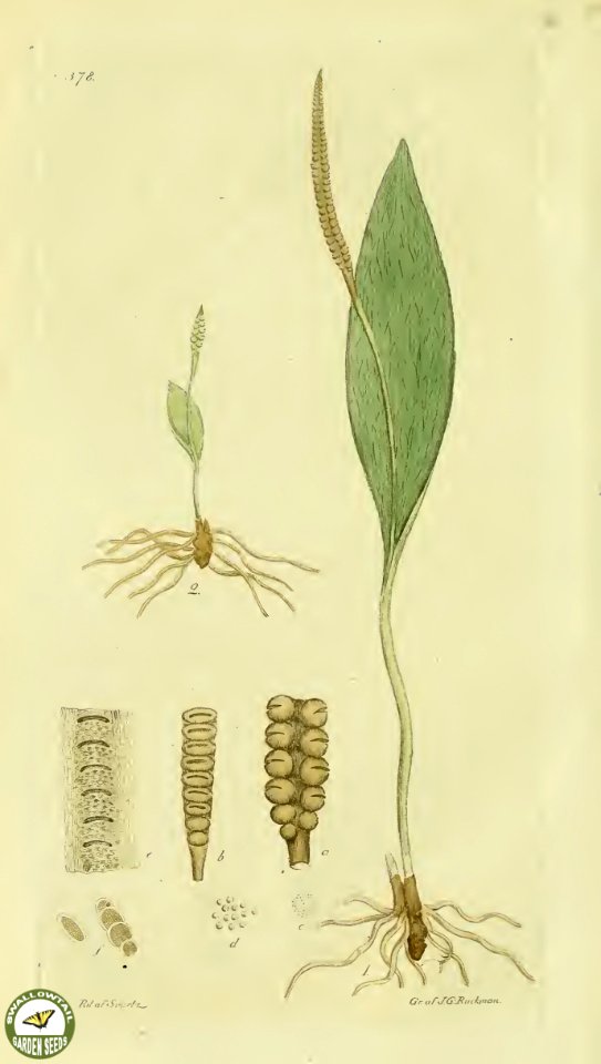 Adder's tongue fern. Ophioglossum vulgatum- Svensk botanik [J.W. Palmstruch et al], vol. 6 (1809)
