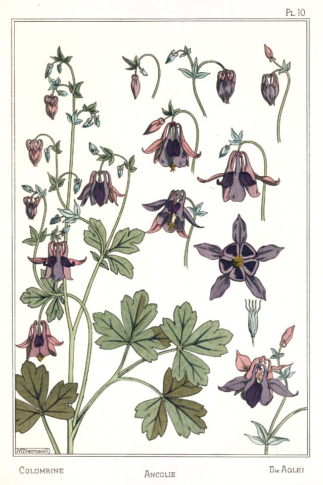 columbine, ancolie, aglei. La plante et ses applications ornementales by Grasset, M. E. Illustration by Maurice Pillard Verneuil (1896). Free illustration for personal and commercial use.