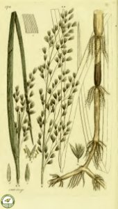 Tall fescue. Festuca arundinacea. Svensk botanik [J.W. Palmstruch et al], vol. 6 (1809)_. Free illustration for personal and commercial use.