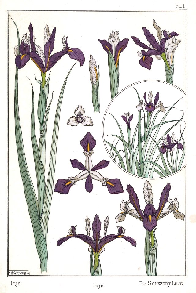 Iris, die schwert lilie. La plante et ses applications ornementales by Grasset, M. E. Illustration by Maurice Pillard Verneuil (1896)