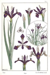 Iris, die schwert lilie. La plante et ses applications ornementales by Grasset, M. E. Illustration by Maurice Pillard Verneuil (1896)