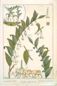 Solomons seal, sceau de salomon, salomons siegel. La plante et ses applications ornementales by Grasset, M. E. Illustration by Maurice Pillard Verneuil (1896)