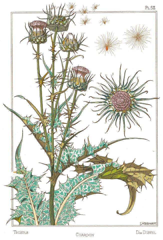 Thistle, chardon. die distel. La plante et ses applications ornementales by Grasset, M. E. Illustration by Maurice Pillard Verneuil (1896)