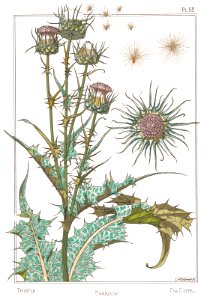 Thistle, chardon. die distel. La plante et ses applications ornementales by Grasset, M. E. Illustration by Maurice Pillard Verneuil (1896). Free illustration for personal and commercial use.