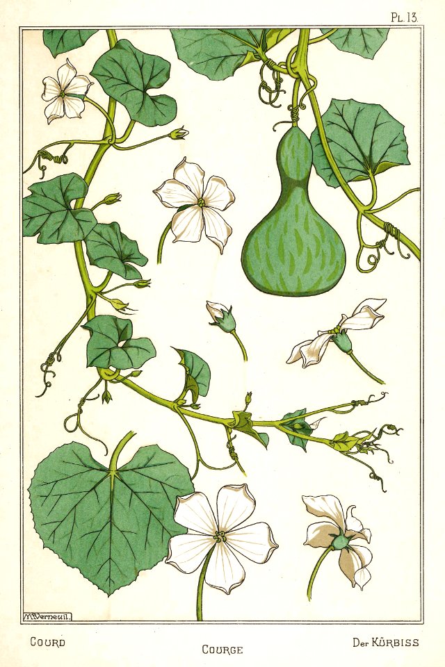 Gourd, courge, kurbiss. La plante et ses applications ornementales by Grasset, M. E. Illustration by Maurice Pillard Verneuil (1896). Free illustration for personal and commercial use.