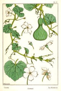 Gourd, courge, kurbiss. La plante et ses applications ornementales by Grasset, M. E. Illustration by Maurice Pillard Verneuil (1896). Free illustration for personal and commercial use.