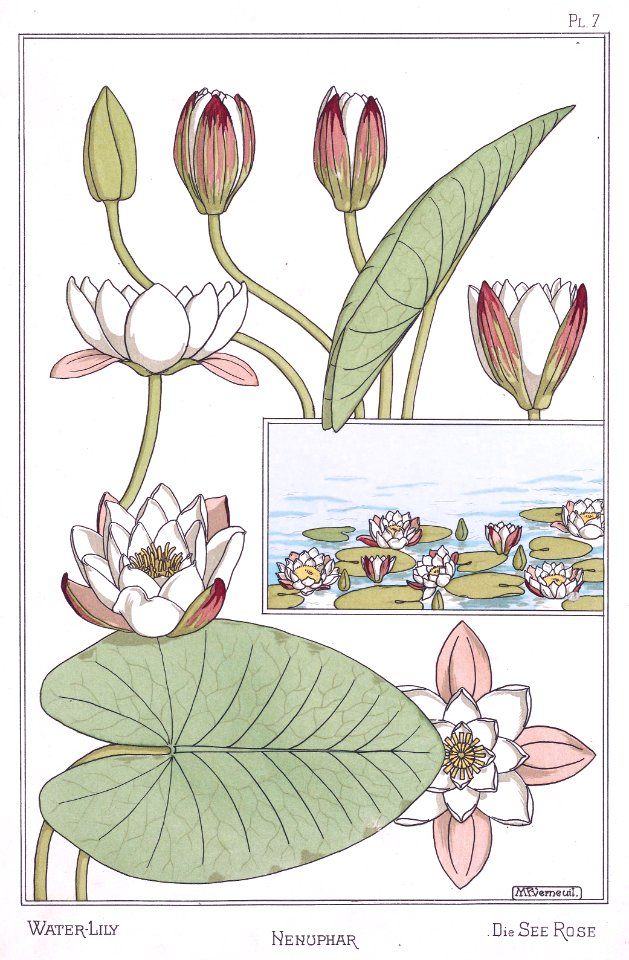 Water lily, nenuphar die seerose. La plante et ses applications ornementales by Grasset, M. E. Illustration by Maurice Pillard Verneuil (1896). Free illustration for personal and commercial use.