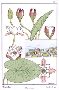Water lily, nenuphar die seerose. La plante et ses applications ornementales by Grasset, M. E. Illustration by Maurice Pillard Verneuil (1896). Free illustration for personal and commercial use.