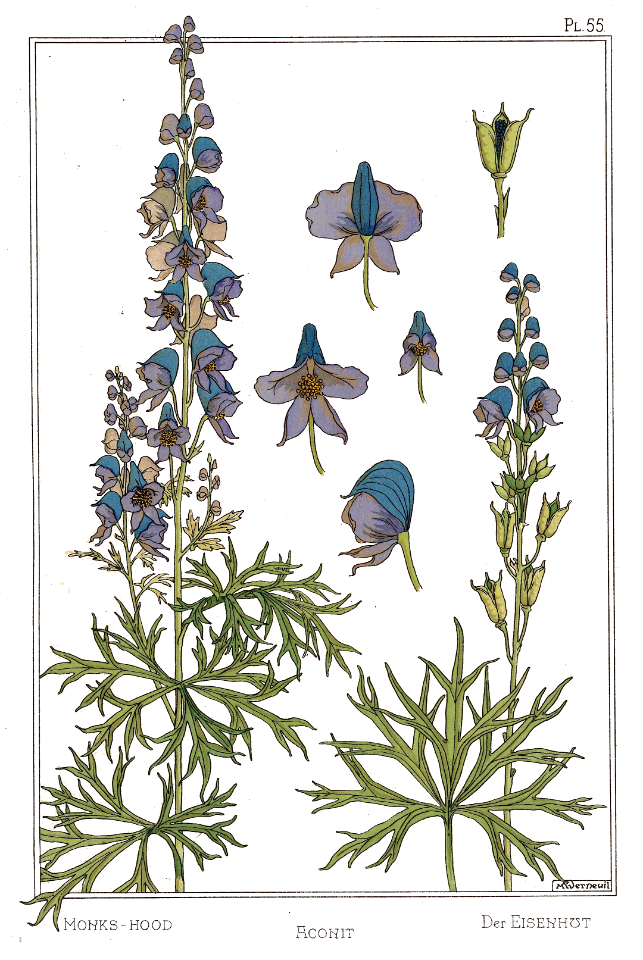 Monks hood, aconit eisenhut. La plante et ses applications ornementales by Grasset, M. E. Illustration by Maurice Pillard Verneuil (1896)