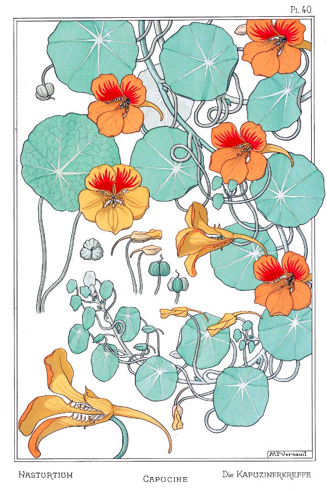 Nasturtium, capucine, die kapuzinerkreffe. La plante et ses applications ornementales by Grasset, M. E. Illustration by Maurice Pillard Verneuil (1896)