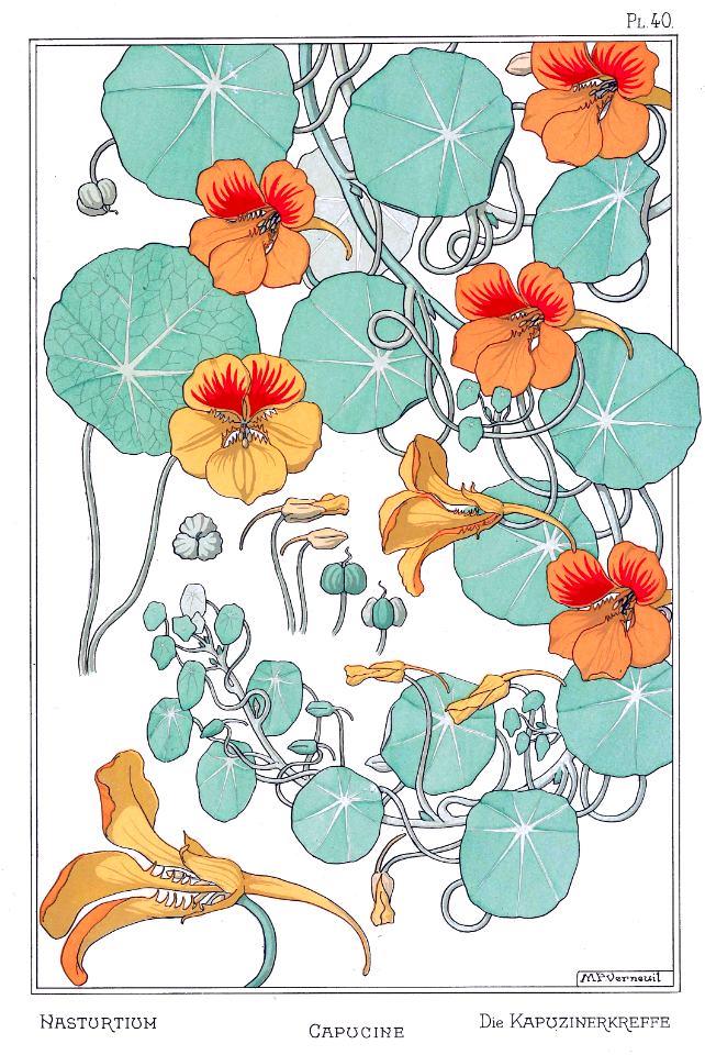 Nasturtium, capucine, die kapuzinerkreffe. La plante et ses applications ornementales by Grasset, M. E. Illustration by Maurice Pillard Verneuil (1896). Free illustration for personal and commercial use.