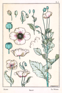 Poppy, pavot, der mohn. La plante et ses applications ornementales by Grasset, M. E.. Illustration by Maurice Pillard Verneuil (1896). Free illustration for personal and commercial use.