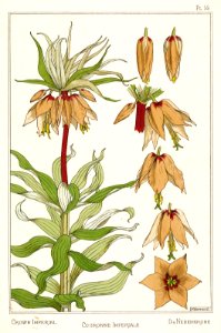 Crown Imperial, couronne Imperiale, die nebenkrone. Fritillaria-imperialis. La plante et ses applications ornementales by Grasset, M. E. Illustration by Maurice Pillard Verneuil (1896)