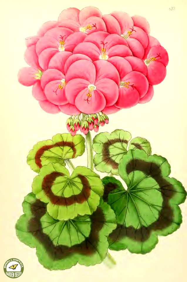 Zonale geranium Miss Martin. The Floral Magazine v.6 1867