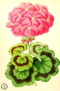 Zonale geranium Miss Martin. The Floral Magazine v.6 1867