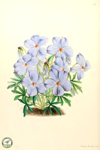 Viola pedata. The Floral Magazine v.6 1867