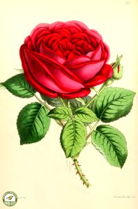 Rose Napoleon III. The Floral Magazine v.6 1867