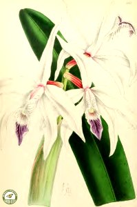 Laelia pilcheri. The Floral Magazine v.6 1867. Free illustration for personal and commercial use.