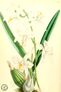 [as Laelia albida var. rosea] The Floral Magazine v.6 1867. Free illustration for personal and commercial use.