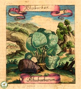 Rhabarbarum (Rhubarb) Fruchtbringenden Gesellschaft Nahmen (1646) [Merian, M]. Free illustration for personal and commercial use.