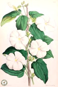 White lady, sweet clock-vine. Thunbergia fragrans. The Floral Magazine v.6 1867