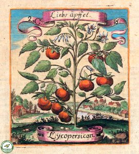 Lycopersicon (tomato). Fruchtbringenden Gesellschaft Nahmen (1646) [Merian, M]. Free illustration for personal and commercial use.