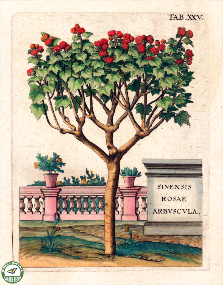 Hibiscus rosa-sinensis. Fruchtbringenden Gesellschaft Nahmen (1646) [Merian, M]