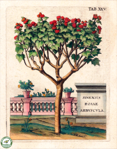 Hibiscus rosa-sinensis. Fruchtbringenden Gesellschaft Nahmen (1646) [Merian, M]. Free illustration for personal and commercial use.