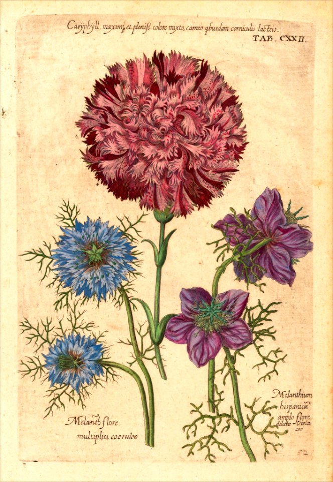 Love-in-a-mist, Spanish love-in-a-mist, Carnation. Nigella damascena, N. hispanica, and Dianthus caryophyllus. Viridarium Reformatum, seu Regnum Vegetabile- Krauter Buch or Newly Revised Garden of the Plant Kingdom- Herb Book, Valentini, M. B. (1719)